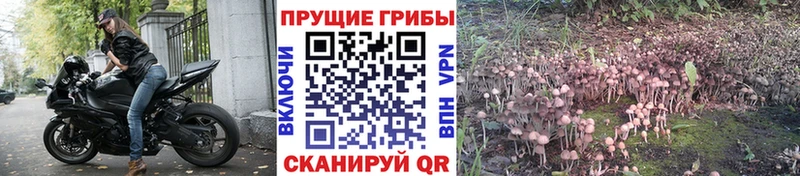 omg онион  Тавда  Галлюциногенные грибы Cubensis 